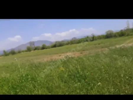 9500 M2 Tariö Land For Sale In Ortaca Güzelyurt Neighborhood